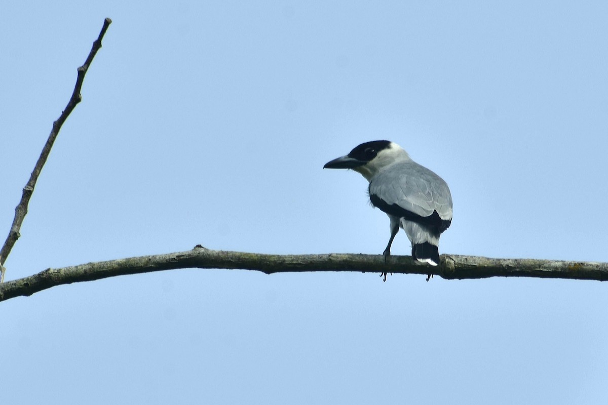 Black-crowned Tityra - Allan Díaz