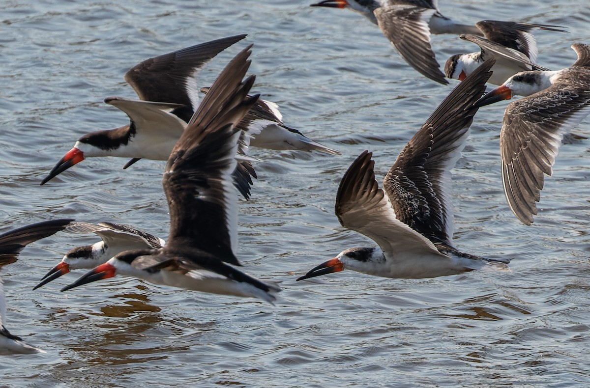 Black Skimmer - Joachim Bertrands