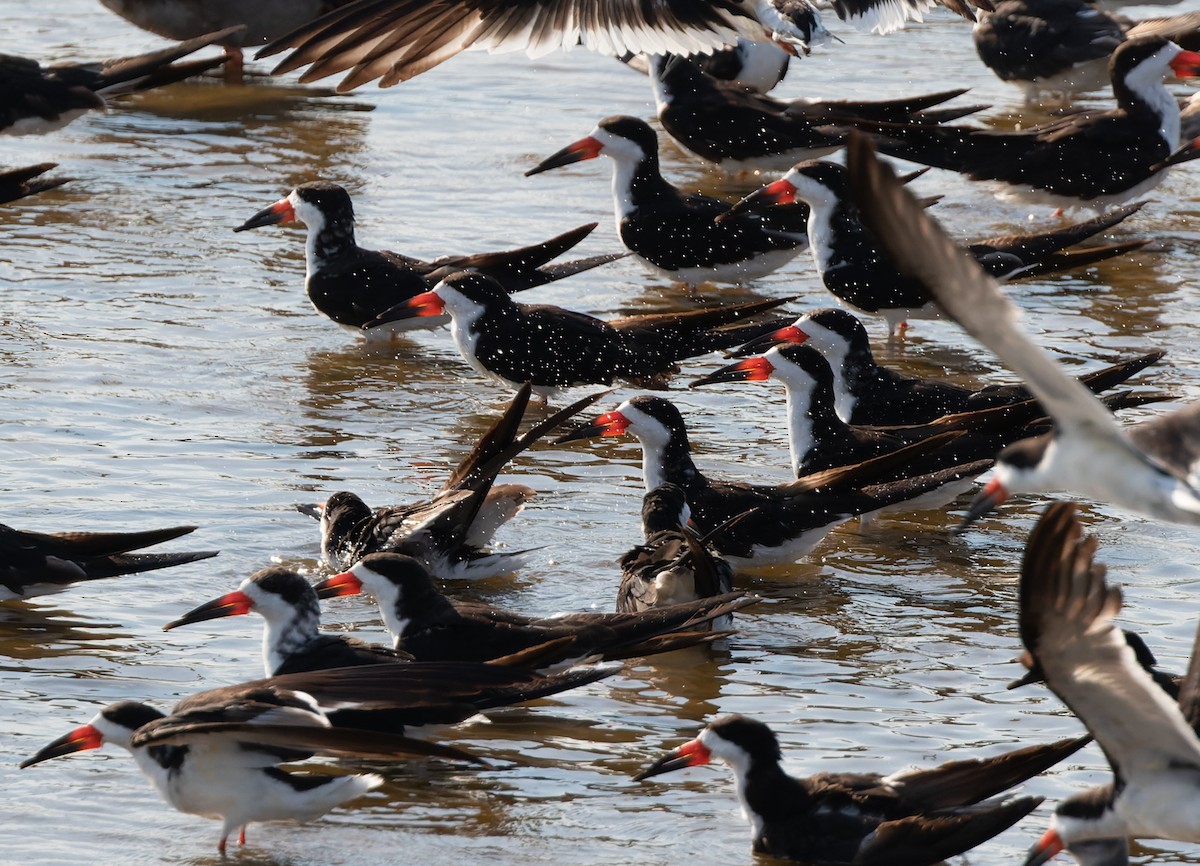 Black Skimmer - Joachim Bertrands