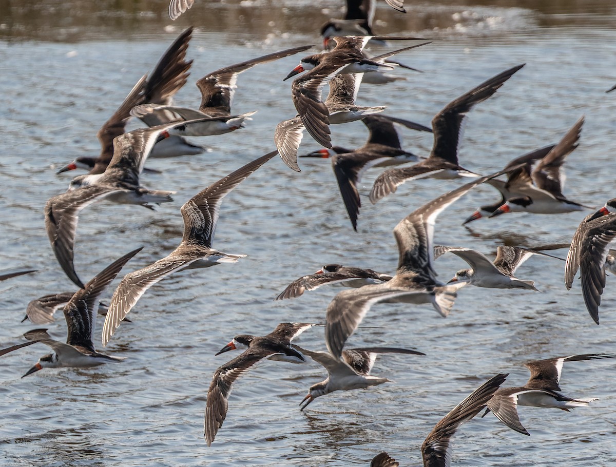 Black Skimmer - Joachim Bertrands