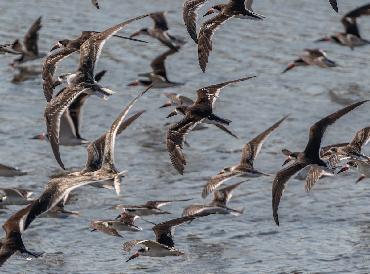 Black Skimmer - Joachim Bertrands