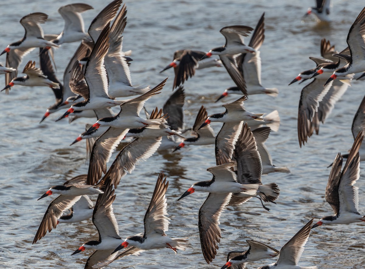 Black Skimmer - Joachim Bertrands