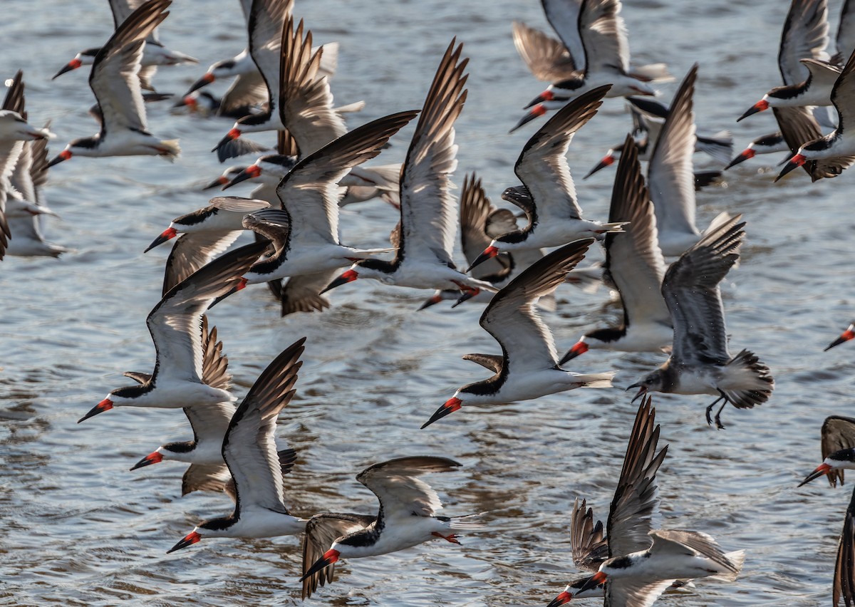 Black Skimmer - Joachim Bertrands | Ornis Birding Expeditions