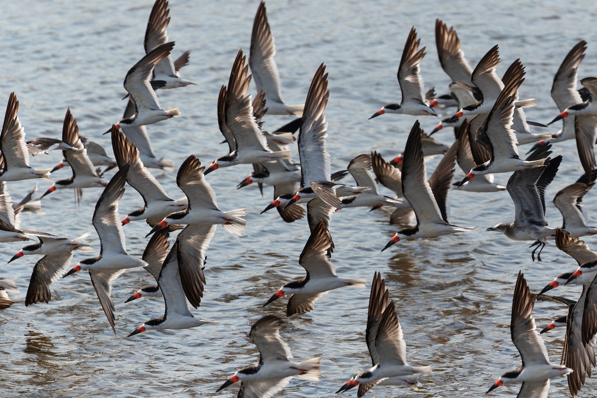 Black Skimmer - Joachim Bertrands