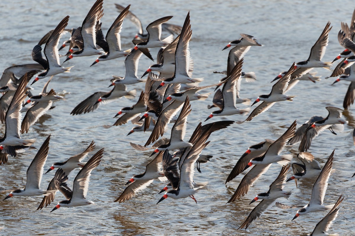 Black Skimmer - Joachim Bertrands