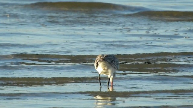 Bar-tailed Godwit - ML490777541