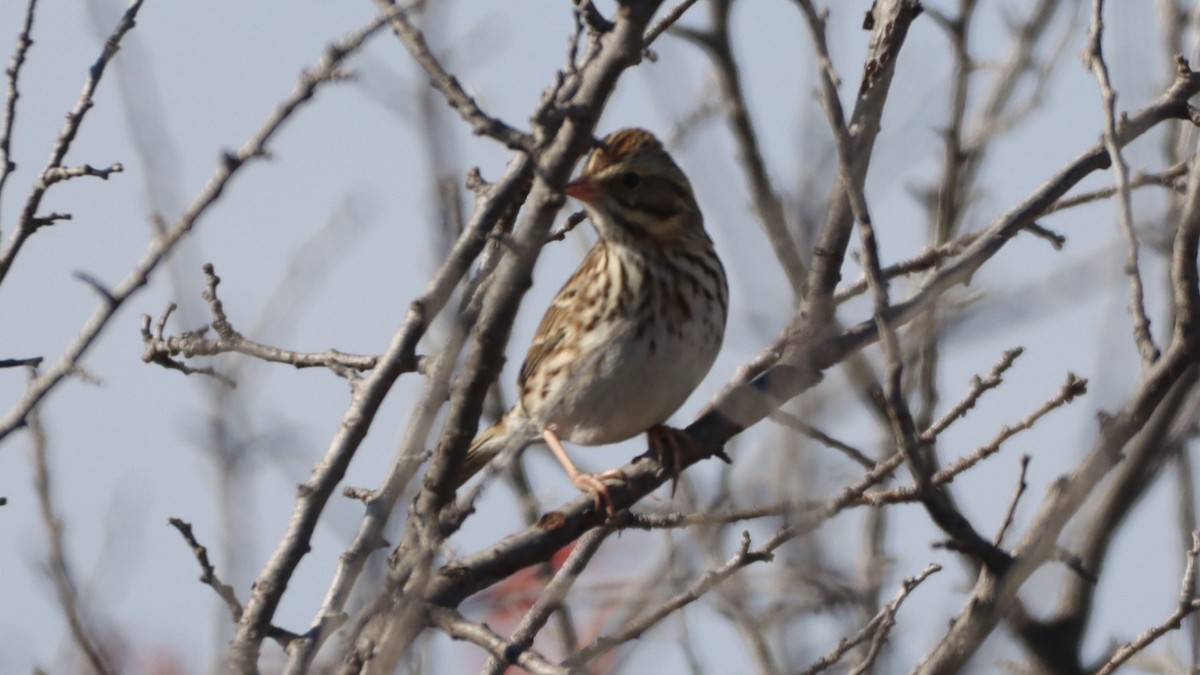 Savannah Sparrow - Bez Bezuidenhout