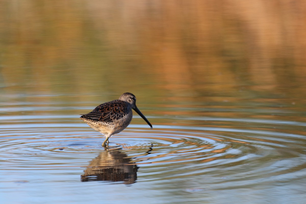 Long-billed Dowitcher - ML490780431
