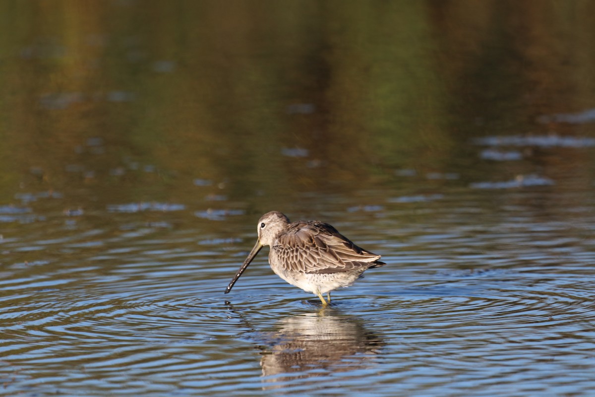 Long-billed Dowitcher - ML490780481