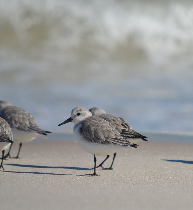 Sanderling - ML49078091