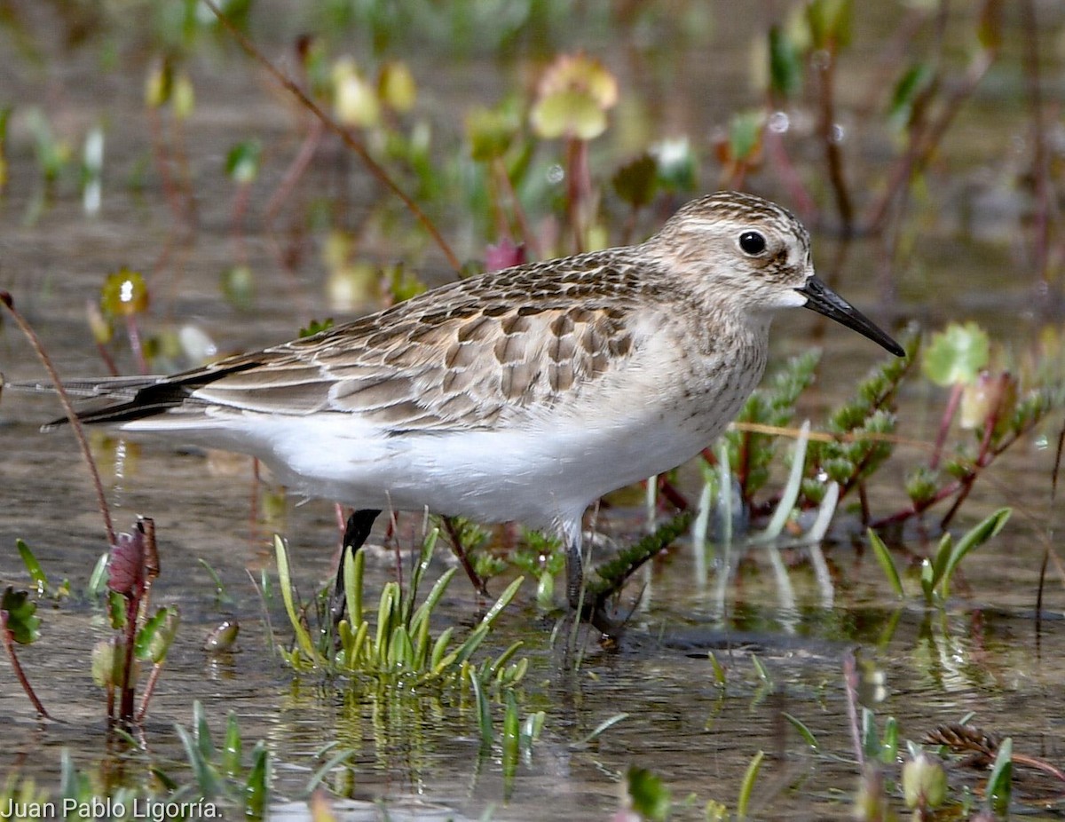 Baird's Sandpiper - ML490782721