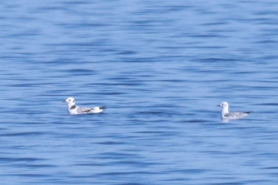 Black-legged Kittiwake - ML490782861