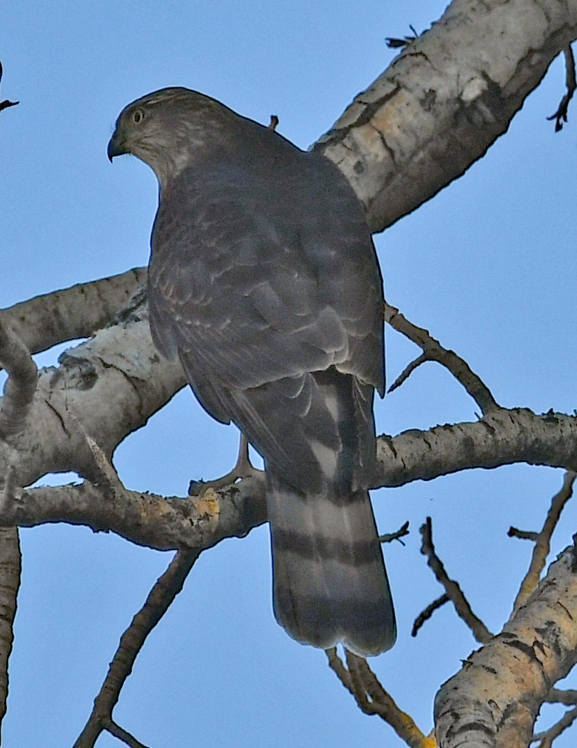 Cooper's Hawk - ML490783141