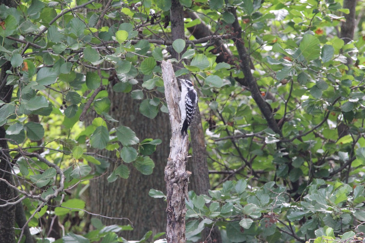 Downy Woodpecker - ML490783161