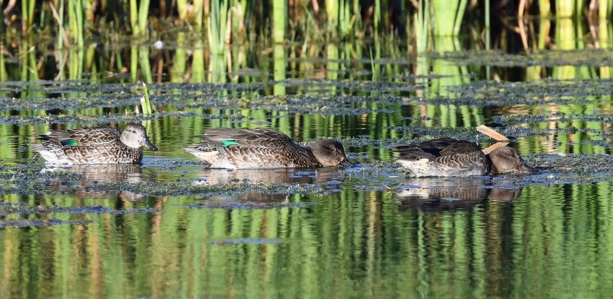 Green-winged Teal - ML490783261