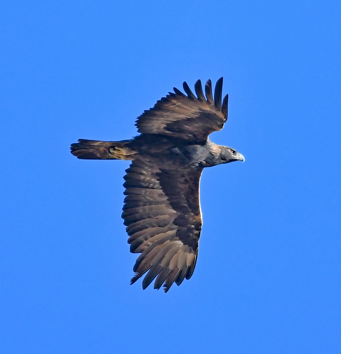 Golden Eagle - ML490783431