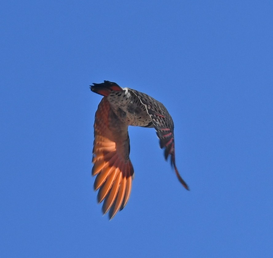 Northern Flicker (Red-shafted) - ML490783561