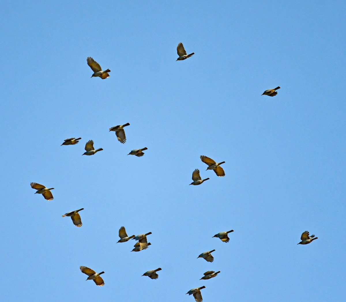 Pinyon Jay - ML490783651