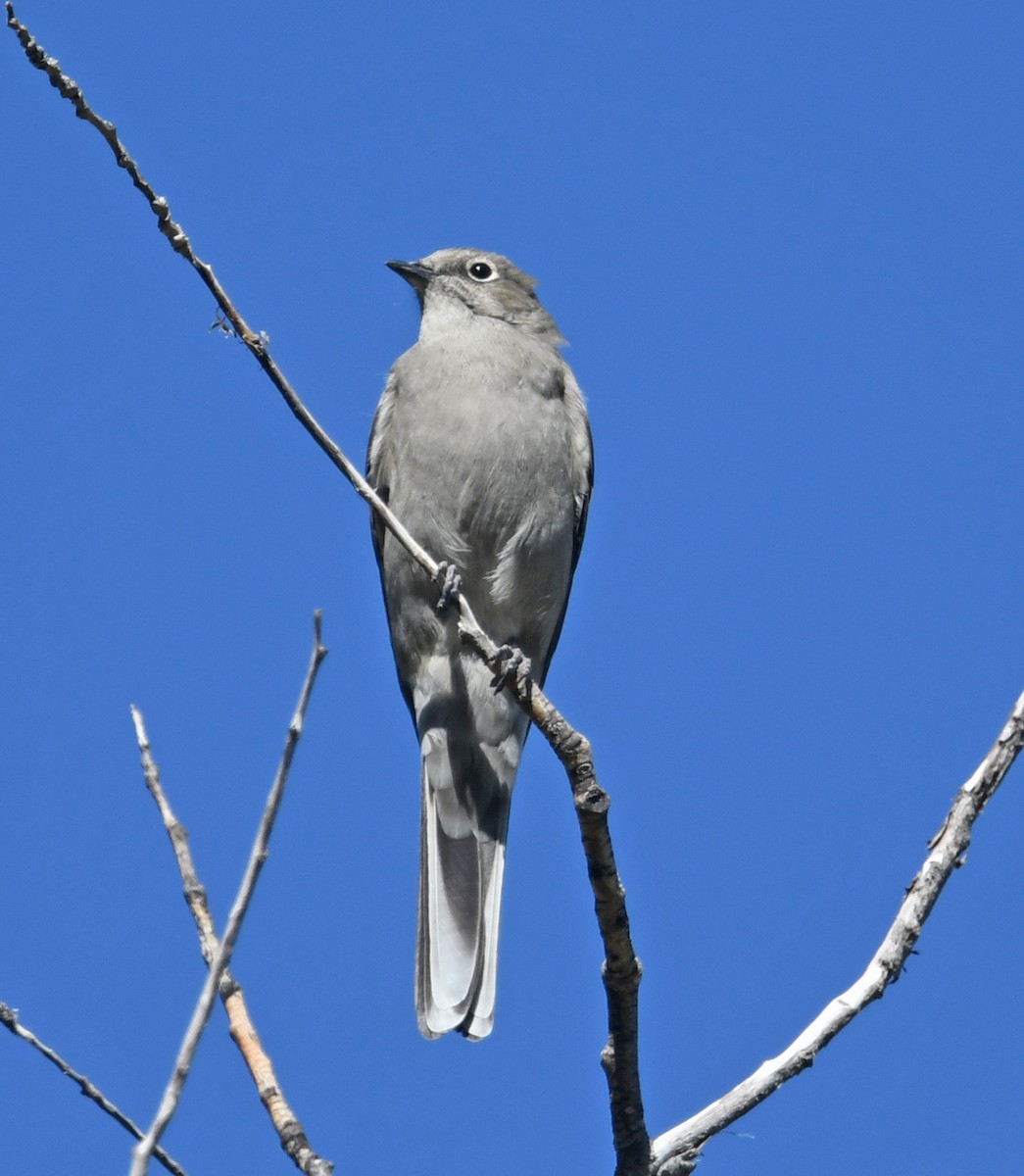 Townsend's Solitaire - Richard Taylor