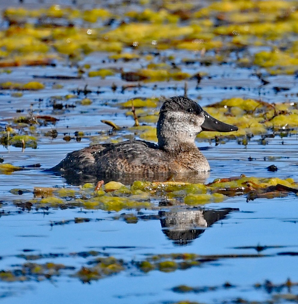 Ruddy Duck - ML490784041