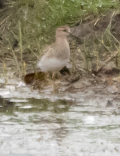 Pectoral Sandpiper - ML490784621