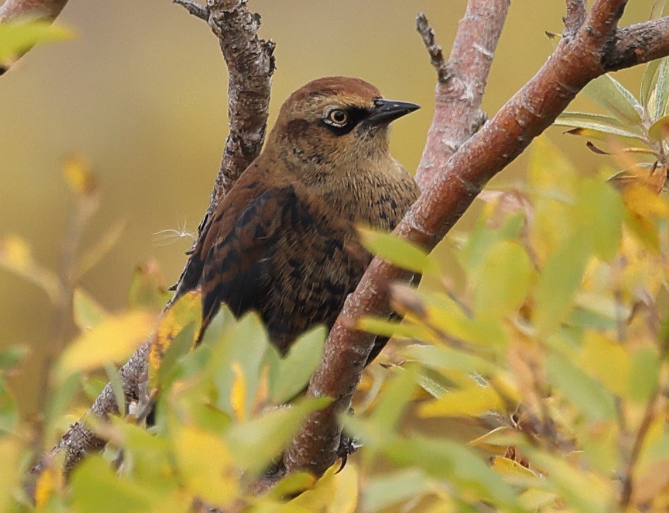 Rusty Blackbird - Jennyq Fu