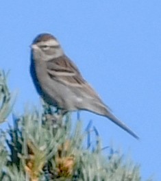Sagebrush Sparrow - ML490785271