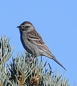 Sagebrush Sparrow - ML490785281