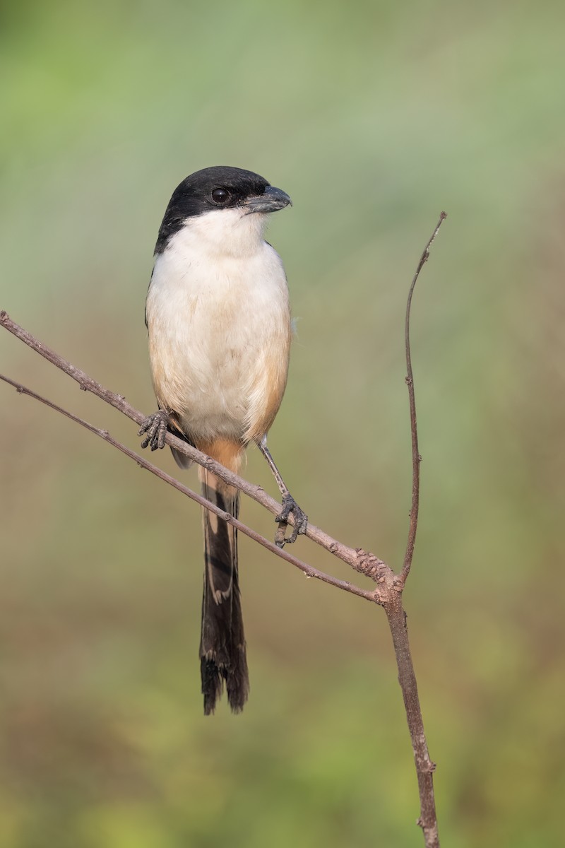 Long-tailed Shrike - ML490785711