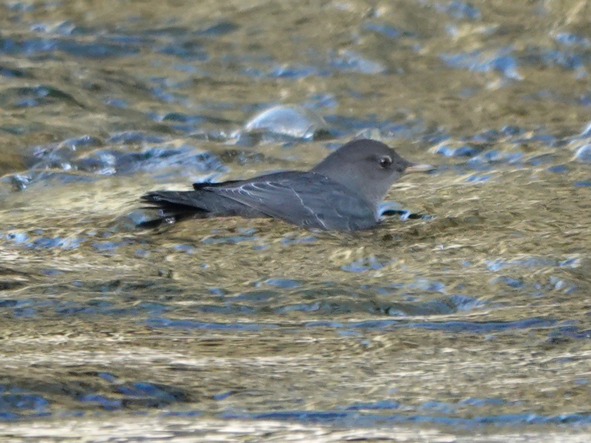 American Dipper - ML490787431