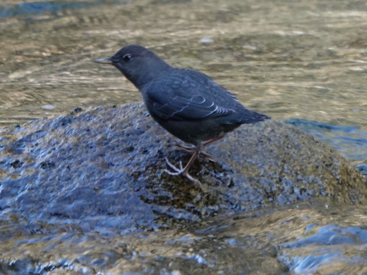 American Dipper - ML490787441