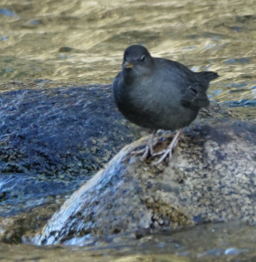 American Dipper - ML490787451