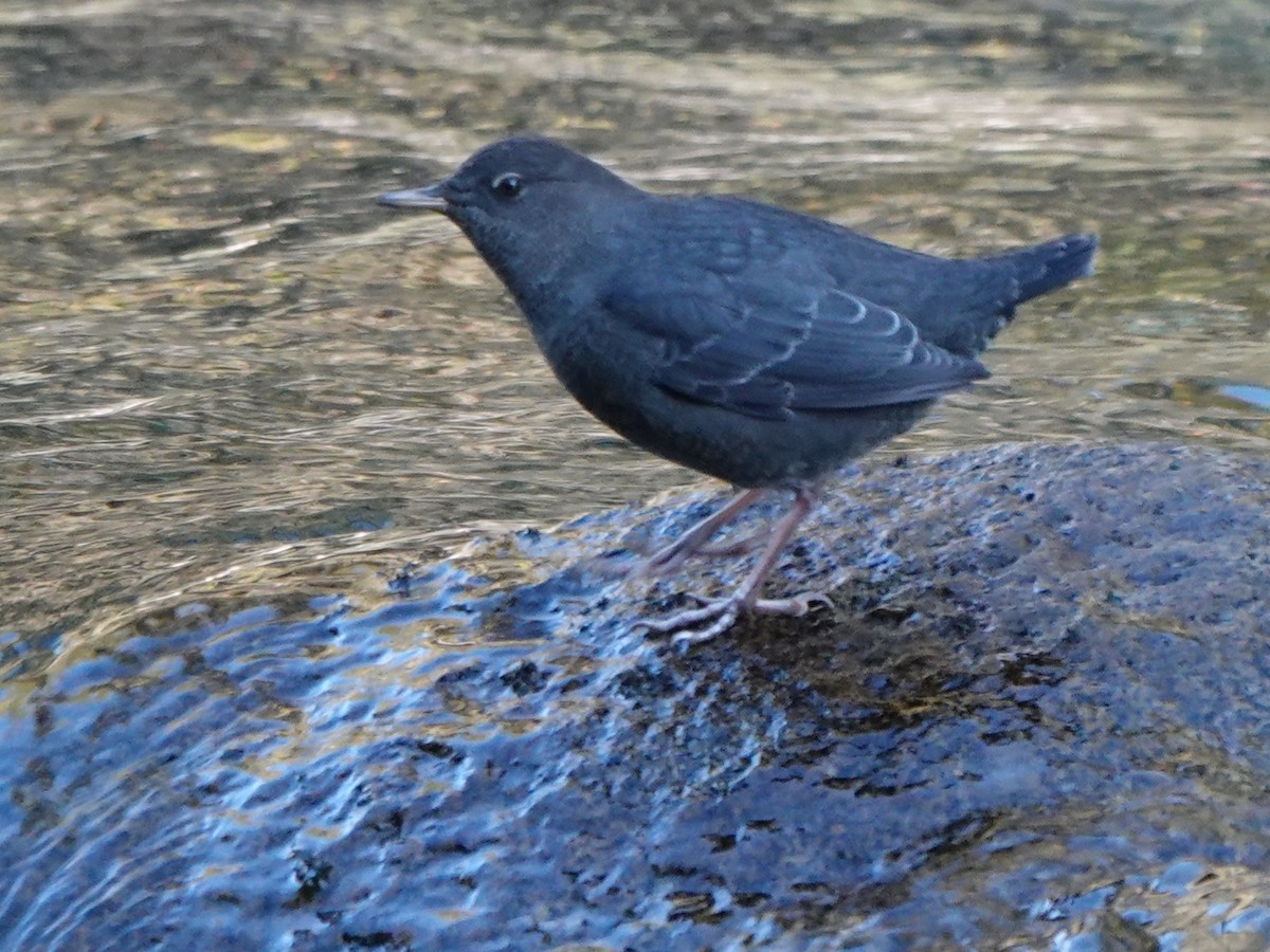 American Dipper - ML490787461