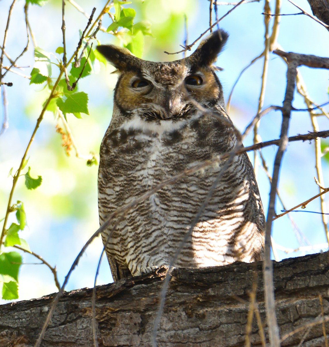 Great Horned Owl - ML490787581