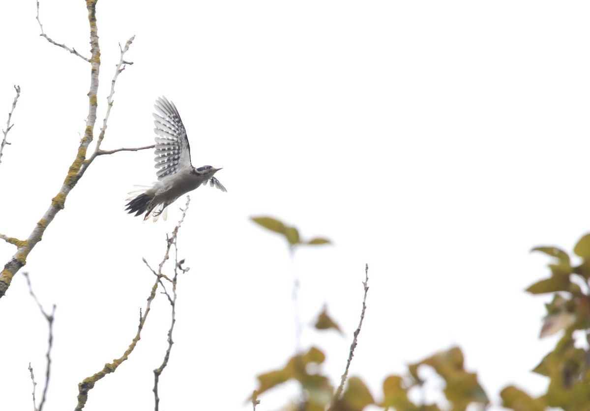 Hairy Woodpecker - ML490787931