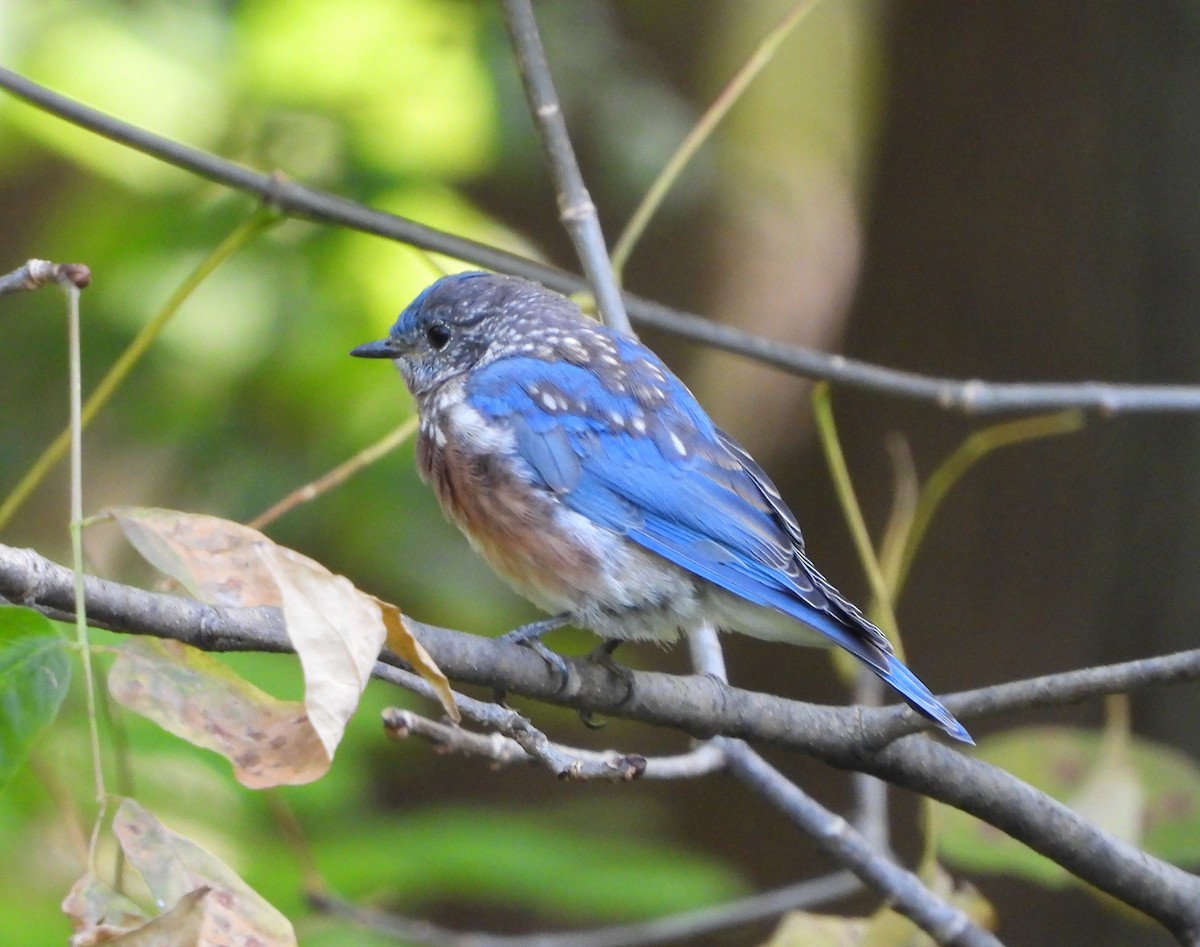 Eastern Bluebird - ML490788141