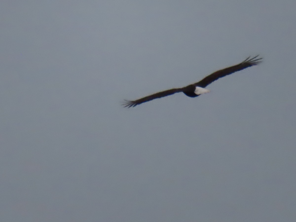Белоголовый орлан - ML490788581