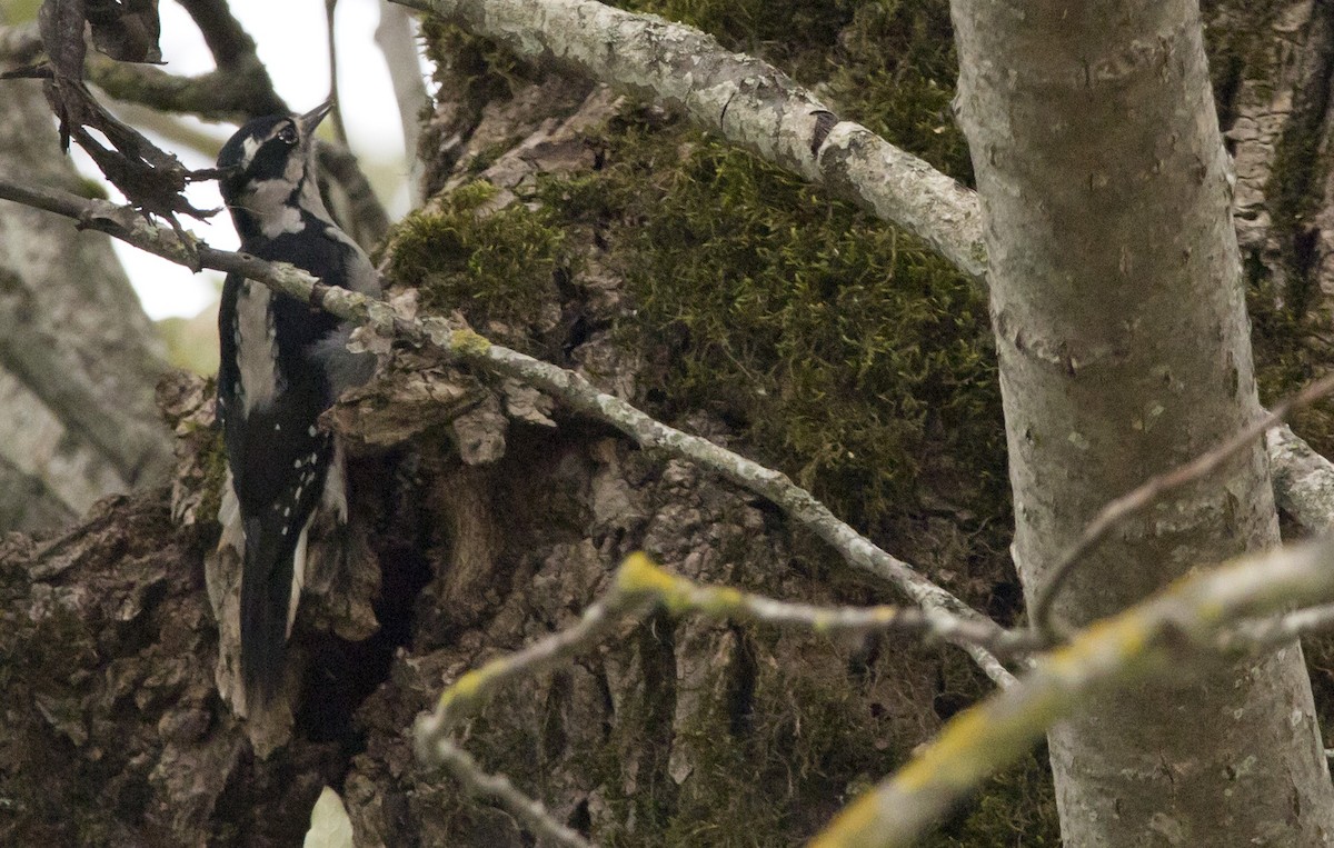 Hairy Woodpecker - ML490789131