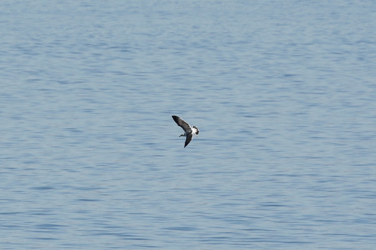 Yellow-footed Gull - ML490789251