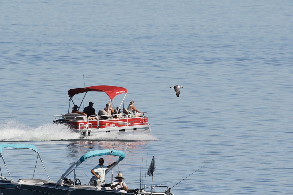 Yellow-footed Gull - ML490789261