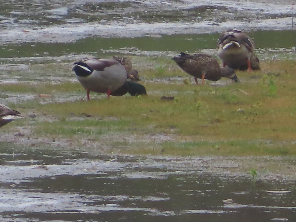 Blue-winged Teal - Ursula  Mitra