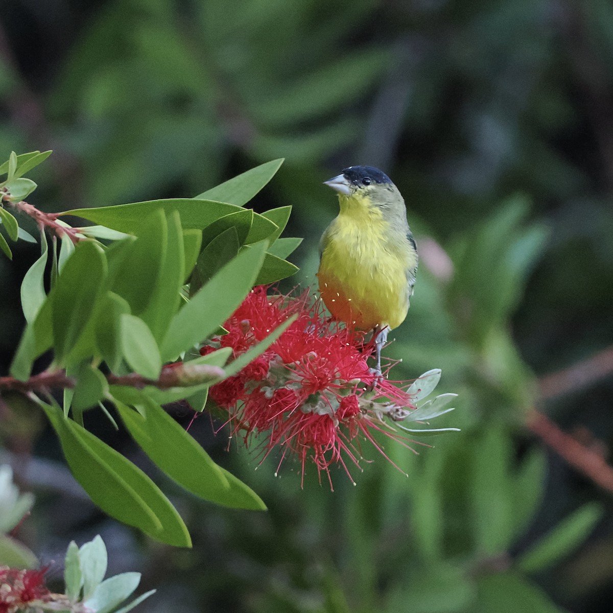 ML490789701 - Lesser Goldfinch - Macaulay Library