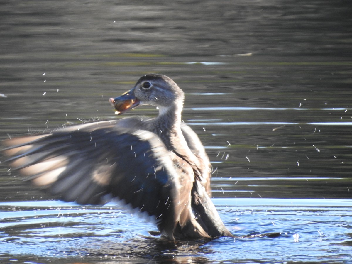 Wood Duck - Cindy Burley