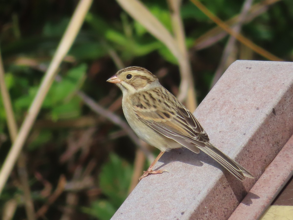 Clay-colored Sparrow - ML490790131