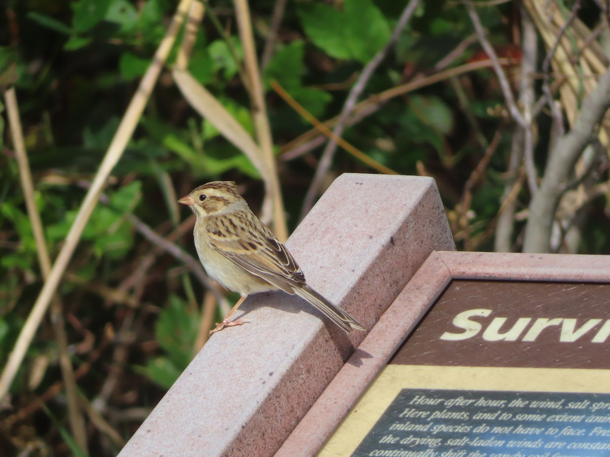 Clay-colored Sparrow - ML490790211