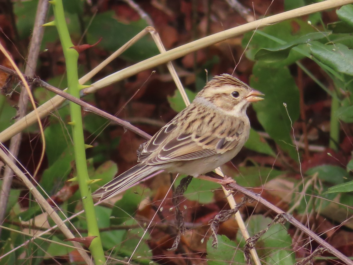 Clay-colored Sparrow - ML490790491