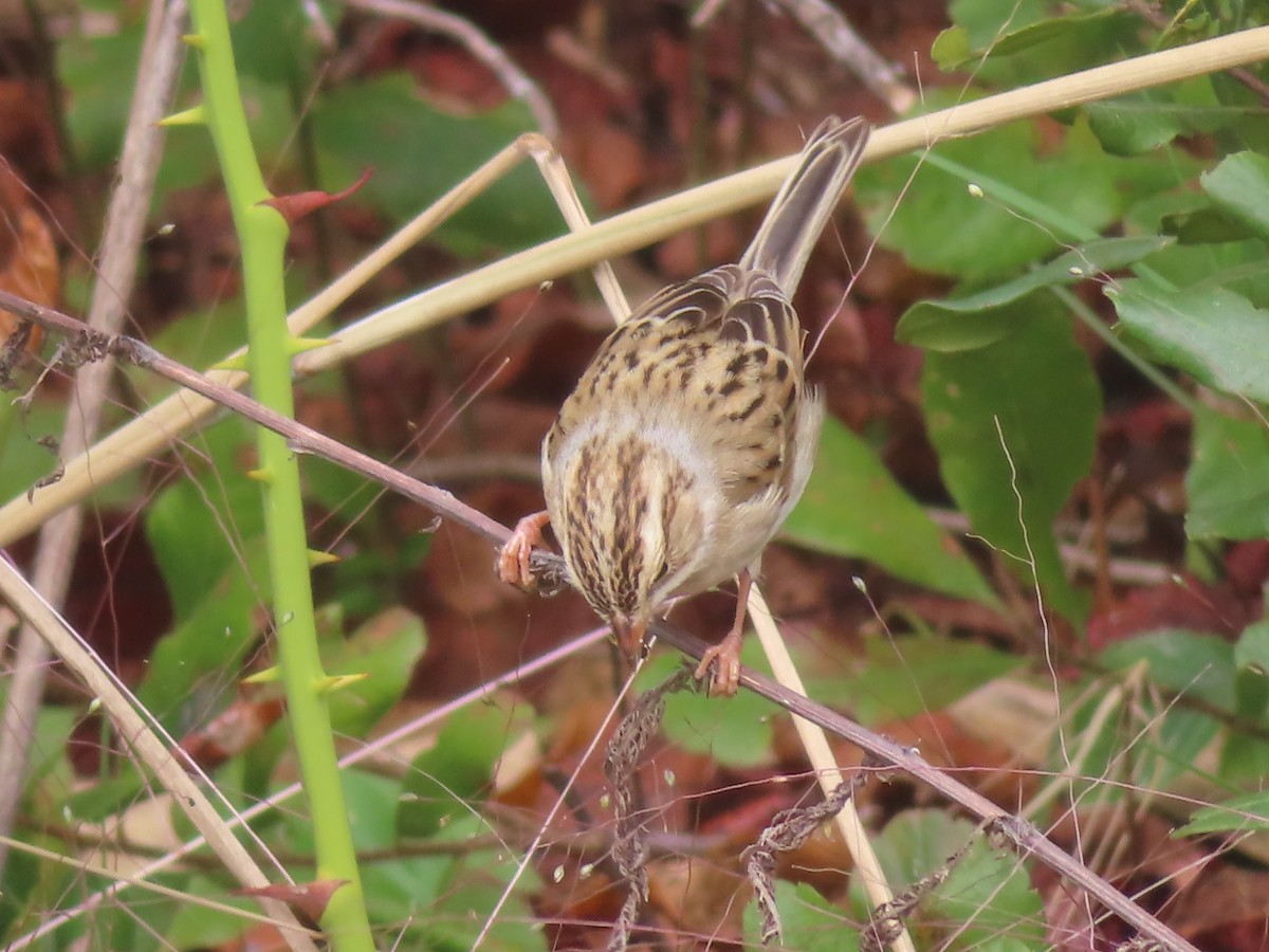 Clay-colored Sparrow - ML490790881