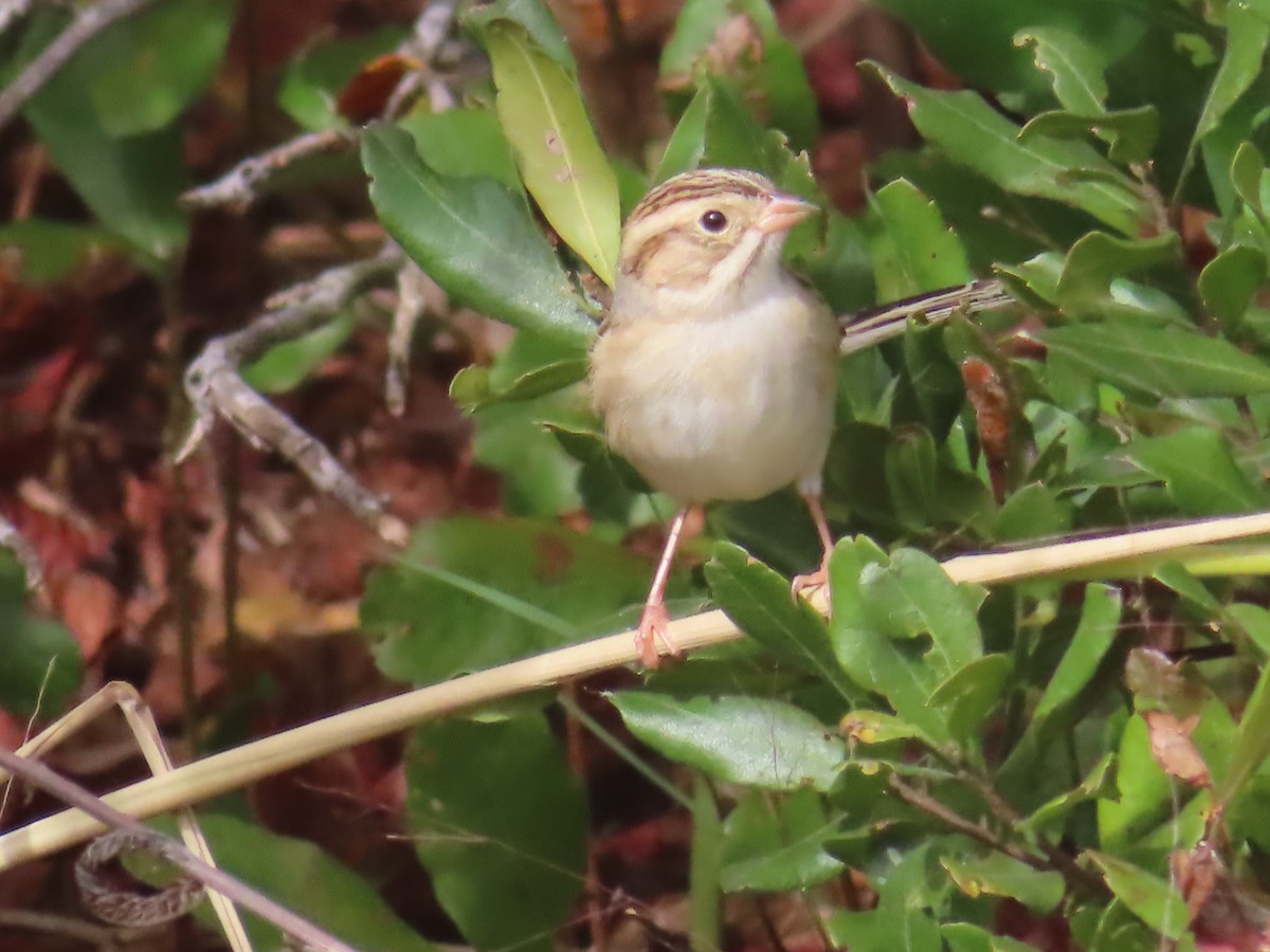 Clay-colored Sparrow - ML490791511