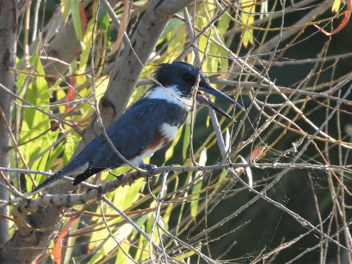 Belted Kingfisher - Sara Masuda