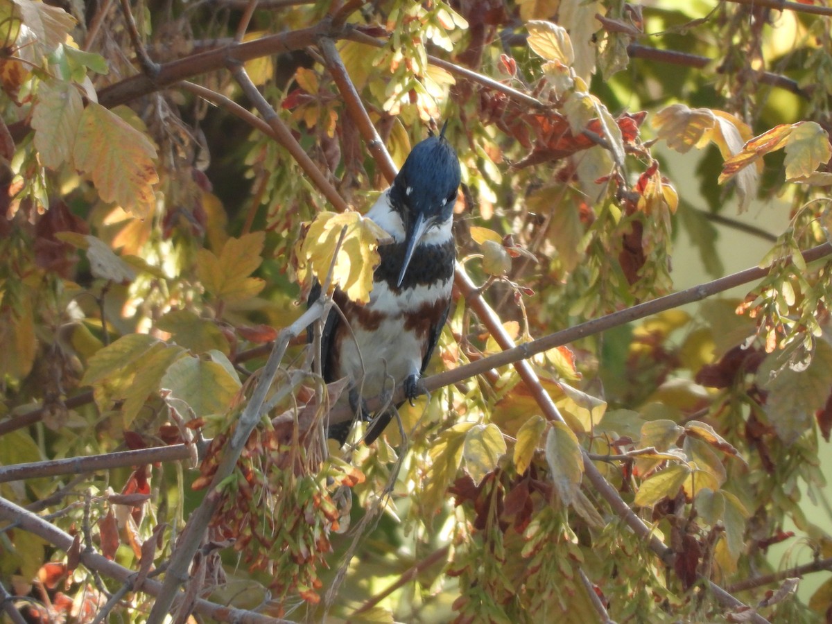 Belted Kingfisher - Sara Masuda